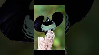 Victorias Riflebird is ramping up birds [upl. by Nitsruk]