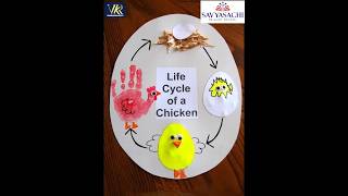 Life cycle of a Chicken [upl. by Eiramanit472]