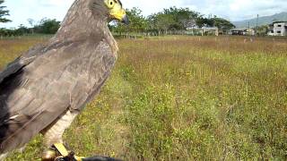 Lances de Rupornis Magnirostris Buteo a pajaritos 2 [upl. by Anile]