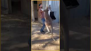 Women rescue baby kangaroo kangaroo facts animals education rescue shorts [upl. by Hanahsuar]