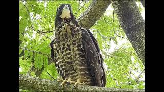 Crested Honey Buzzard fledgling Day 54 preening [upl. by Gherardi335]