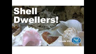 Shell Dwellers The Gold Ocellatus Episode 214 [upl. by Nuoras]