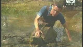 路易斯安那超級大鱷龜 Louisiana huuuuuge alligator snapping turtle [upl. by Marilee]