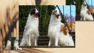 BORZOI DOG [upl. by Dorita19]