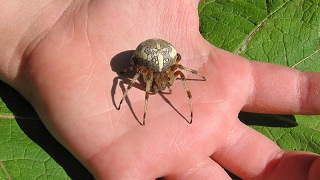 Пауккрестовик Araneus diadematus [upl. by Alva]