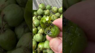 The Amazing Kiwi Berry garden gardening fruit [upl. by Ymrej]