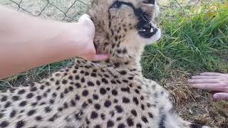 Super friendly cheetah [upl. by Tnerb]