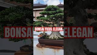 Bonsai Ficus Elegant bonsai bonsaitree bonsaiindonesia bonsailovers [upl. by Barabas]