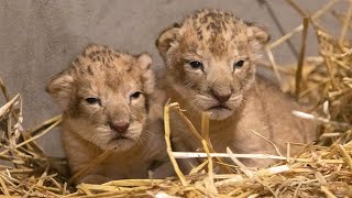 Twee leeuwenwelpen geboren in DierenPark Amersfoort [upl. by Sheryle]