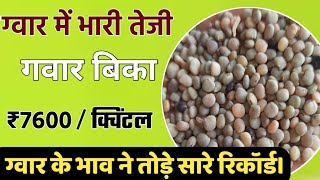 ग्वार का ताजा भाव 11 मार्च 2024 आज ग्वार में कितनी आई तेजी देखें भाव gwar ka bhav guar seed price [upl. by Mcwherter]