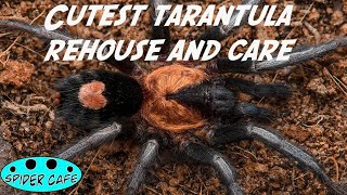 Valentine tarantula rehouse Cyricosmus elegans care and tips [upl. by Najib]