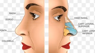 Animated Rhinoplasty Procedure Learn How A Nose Job Is Done [upl. by Nosnhoj]