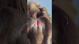 Baboon Monkey 😯 shorts factsinhindi viral [upl. by Winne825]