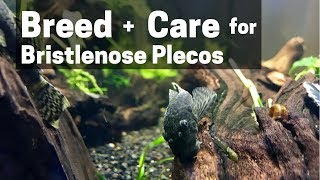 HOW TO BREED  CARE FOR BRISTLENOSE PLECOS Catfish [upl. by Moguel654]