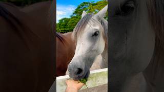 enjoying the grass 🌿😍😍 horse horses horselover [upl. by Lia]