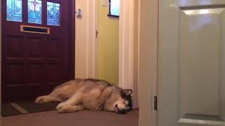 MALAMUTE LAZY HOWLING WHILE SNOOZING [upl. by Aimerej]