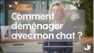 Comment déménager avec son chat   Truffaut [upl. by Narat]