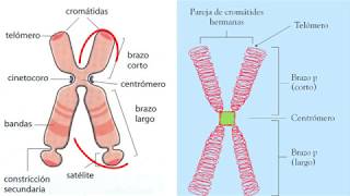 Cromatina cromosomas  4eso [upl. by Jonathan]