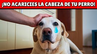 NO ACARICIES más la cabeza de tu perro hasta ver esto  ¡Quedarás en shock [upl. by Solotsopa15]