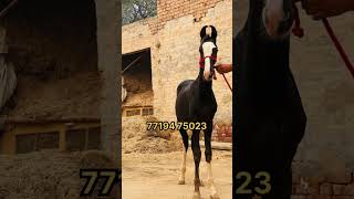 🐎🔥 davindernirman sharemarket viralvideo trending horselover [upl. by Pendleton]