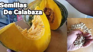 Semillas de calabaza como se obtienen proceso completo [upl. by Bonnice]