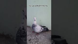 Nafta Nar for sale 6396 877 953 kabutar madrasi pigeon kabutar [upl. by Faxen101]