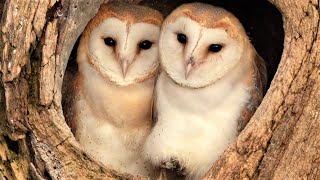 Barn Owl Pair Raise First Ever Chicks  Full Story  Willow amp Ghost  Robert E Fuller [upl. by Anirac138]