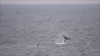 Whales at Bonavista NL [upl. by Enyawad]