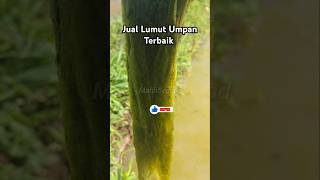 Jual Lumut Umpan Terbaik lumutbusa lumutsuper lumutsawah lukutbusa lukut lukutsawah umpan [upl. by Kaleb]