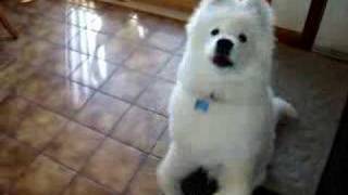 Samoyed puppy begging [upl. by Thais]