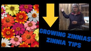 Growing Zinnias Indoors Transplanting Zinnias Zinnia Tips [upl. by Airekal986]