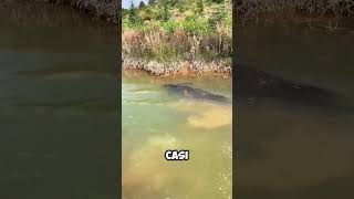 Este BÚFALO se sumergió por COMPLETO en el AGUA 😱 [upl. by Wons]