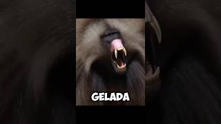 The GELADA BABOONS  Incredible UPPER TEETH 😥 [upl. by Notelrac]