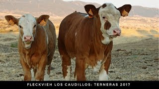 Terneras Simmental Fleckvieh [upl. by Halyhs]