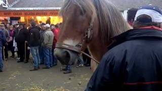 Paardenmarkt HedelLieve paarden op weg naar de slachtwmv [upl. by Ennaul]