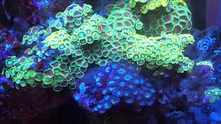 Awesome Zoanthid Rock Radioactive Dragon Eye and Eagle Eye Saltwater Coral Reef Aquarium [upl. by Isbel]