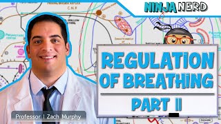 Respiratory  Regulation of Breathing Central amp Peripheral Chemoreceptors Part 2 [upl. by Dumanian583]