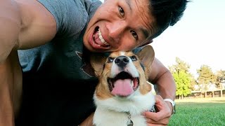 CORGI IS LIFE  Life After College Ep 431 [upl. by Egiap]