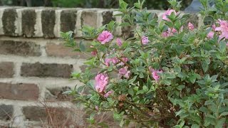 Planting Azaleas with the Grumpy Gardener  Southern Living [upl. by Kwang]