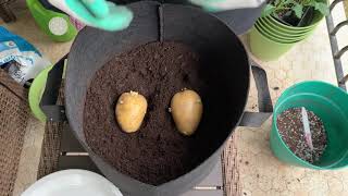 How to plant determinate Yukon Gold  potatoes in a grow bag [upl. by Nahshon529]