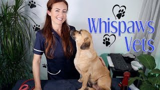 🐾 ASMR Veterinary Checkup 🐾 Brushing Massage Typing  Charity Video [upl. by Denny400]