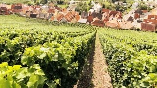 Schaumwein Sekt Champagner und Prosecco  Die Weinexperten [upl. by Vogel]