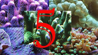 5 corales duros para principiantes del Acuario marino [upl. by Jutta]