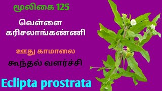 வெள்ளை கரிசலாங்கண்ணி மூலிகைவெள்ளை கரிசாலைEclipta prostrataWhite karisalankanniAlasal [upl. by Camile127]