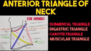 Anterior Triangle of Neck  Triangles of Neck  Head amp Neck [upl. by Rolan581]