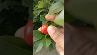 Sweet Barbados cherry in my garden cherryfruit harvesting shorts [upl. by Betteanne]