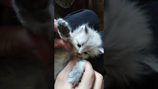 persian cat beautiful Altamash VLOG ki🤩🤩😼😽😺😸 [upl. by Shiekh198]