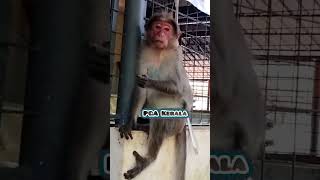 He was eating a coconut and turned around when he saw the video being taken Macaca Macaque Monkey [upl. by Magnus]