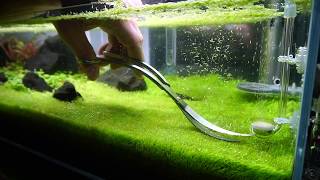 Trimming Utricularia Graminifolia [upl. by Sivie]