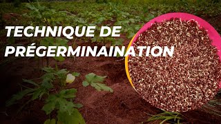 Technique de Prégerminaination Culture de Gombo [upl. by Akinoj]